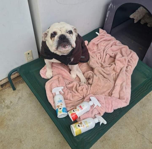 “Urine Smell Finally Gone”